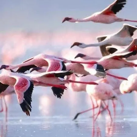 Appartamento Sunny Terrace & Bbq Torrevieja